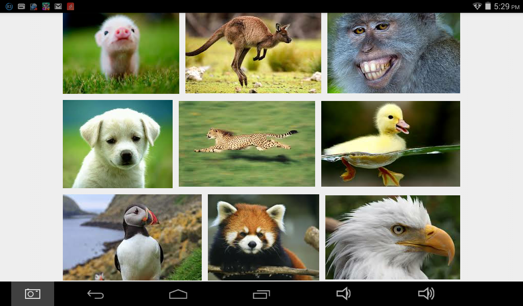 what animal are you?