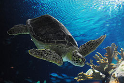 Turtle Quiz