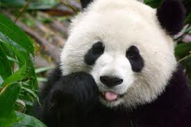 Do Pandas Like You?