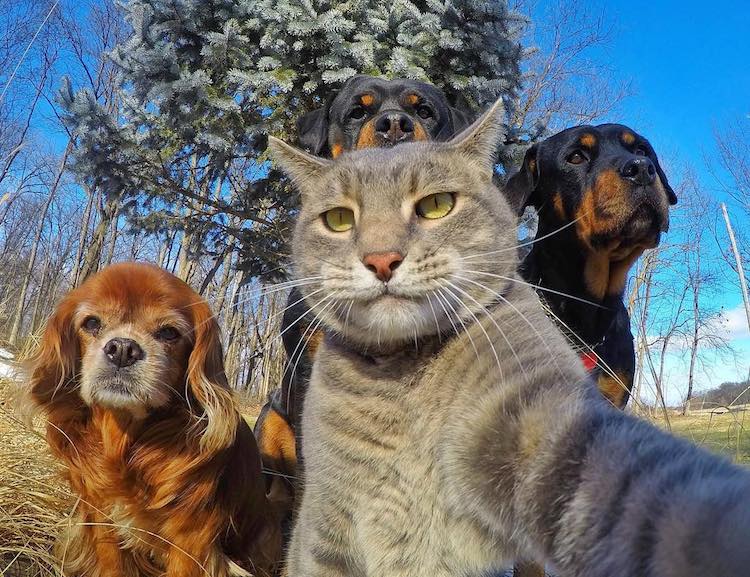 What is your favorite animal?