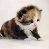 Ifz yoz wer kitten:Another sis?