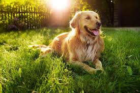 what is your pet mach