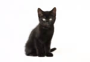 black cat