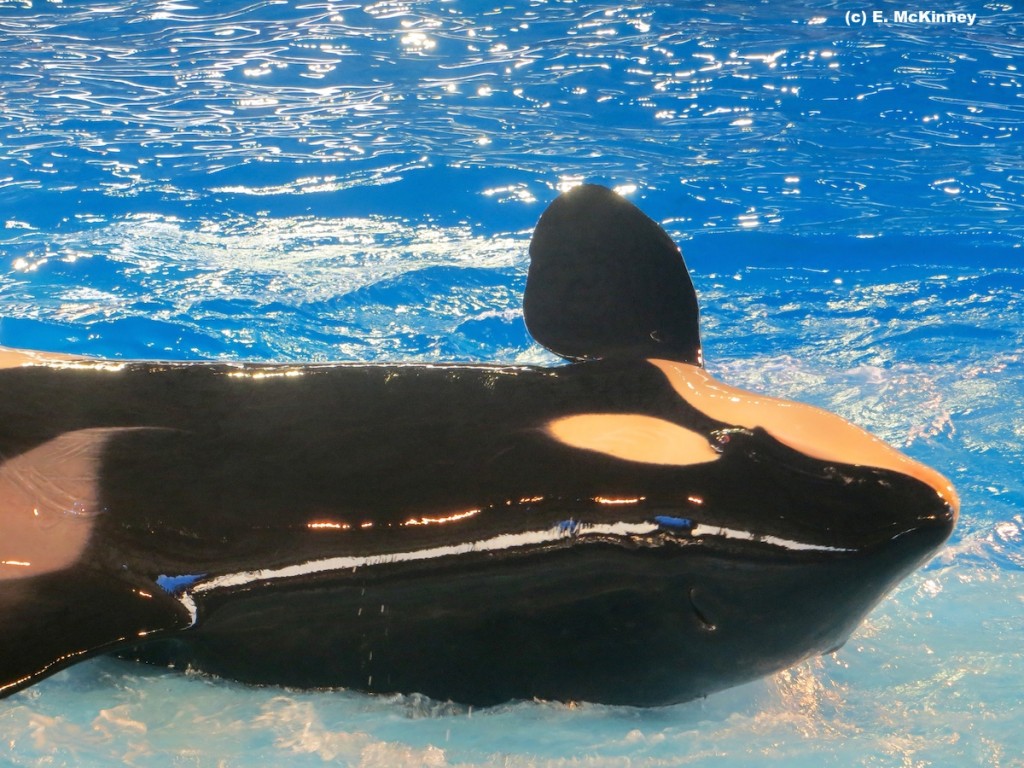 do u know Shamu