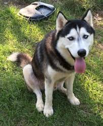 husky fakta