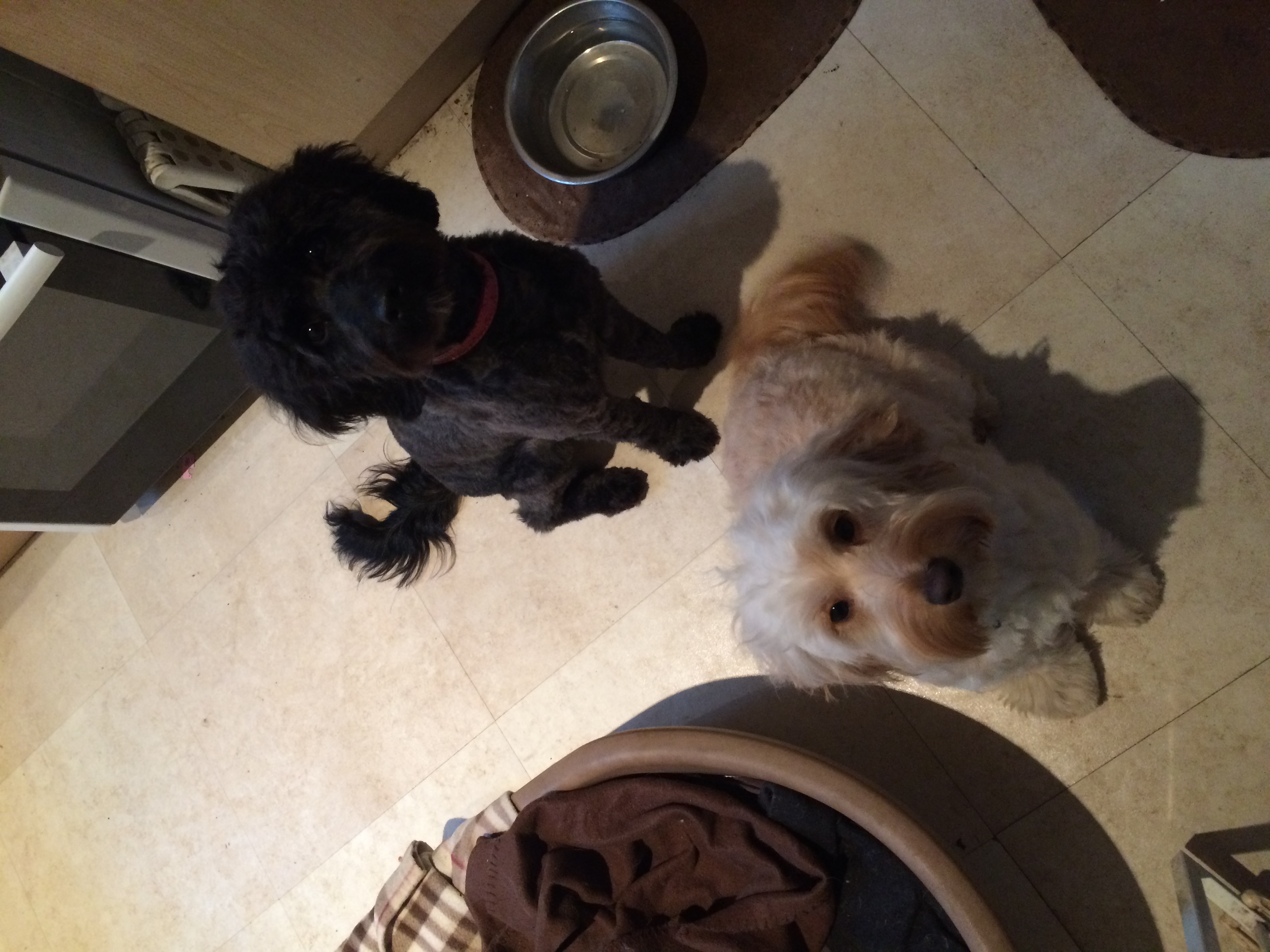Do u know all about my dogs