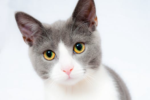 Are You A Cat Lover, Find Out Now!