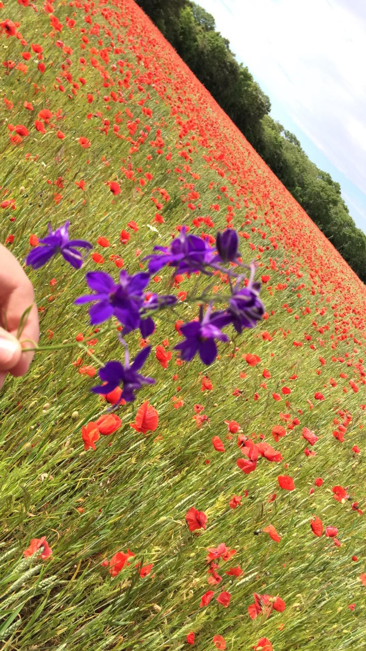 Hur du plokar blommor
