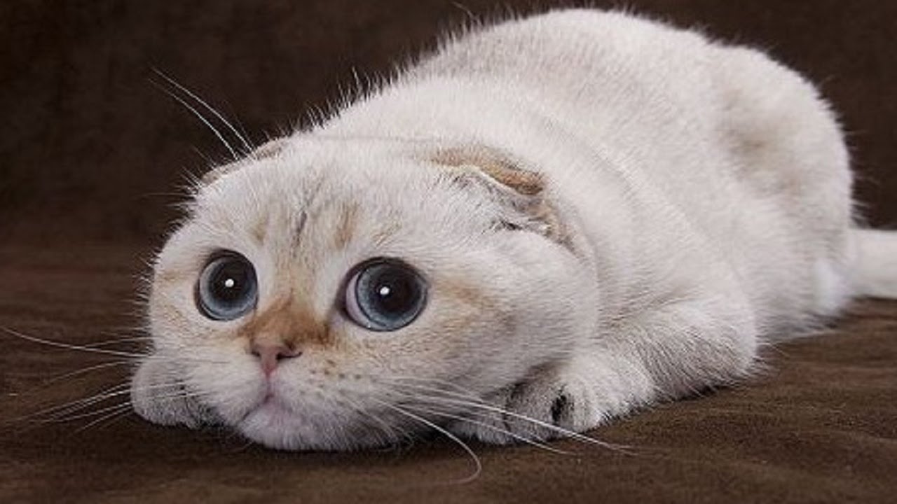 How well do you know cats?