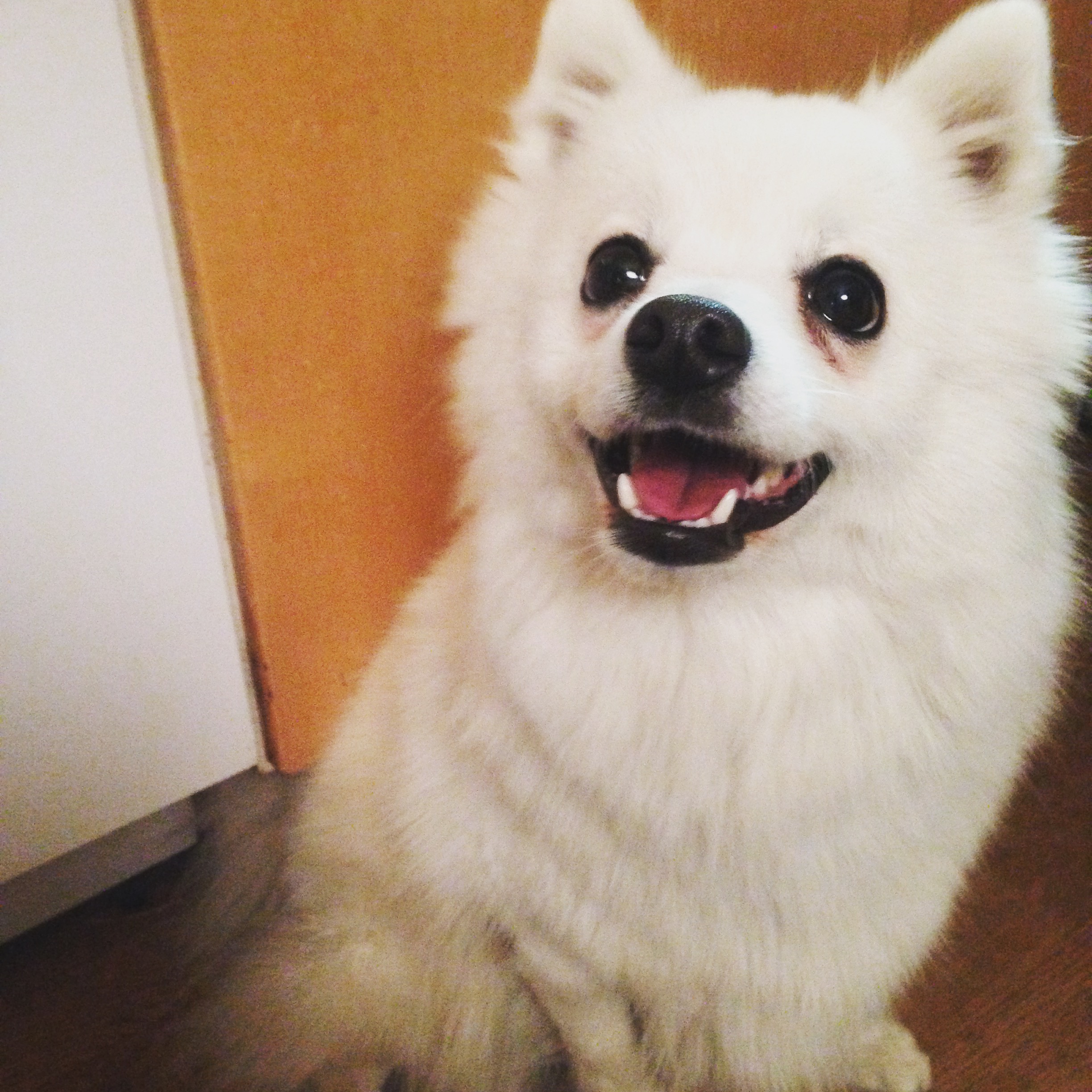 Kan du skaffa hund?
