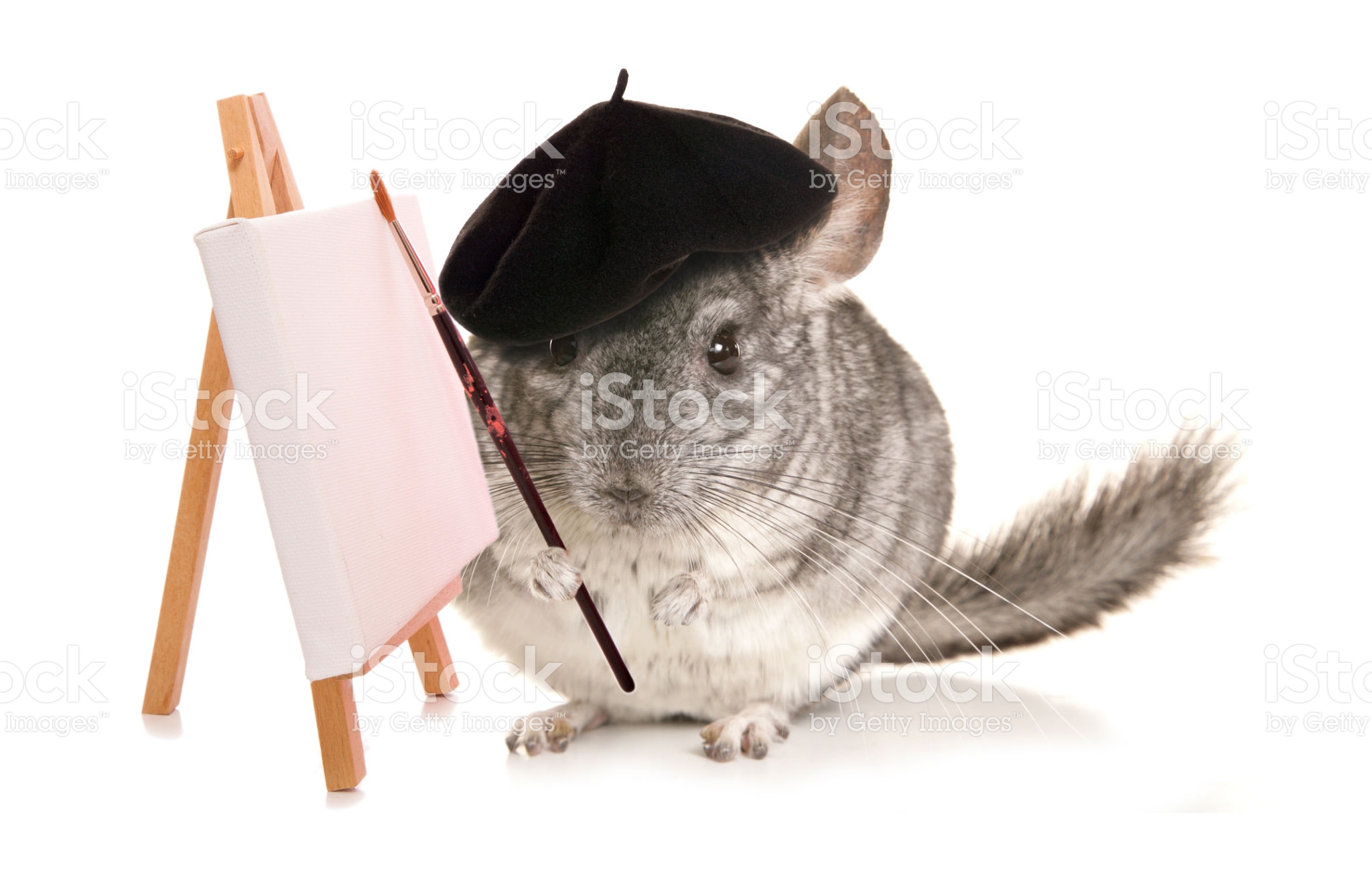 chinchilla quiz