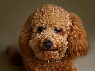 What cute animal are you