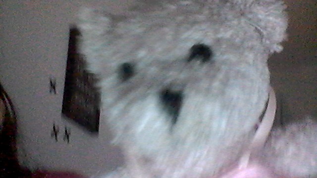 teddy bear quiz