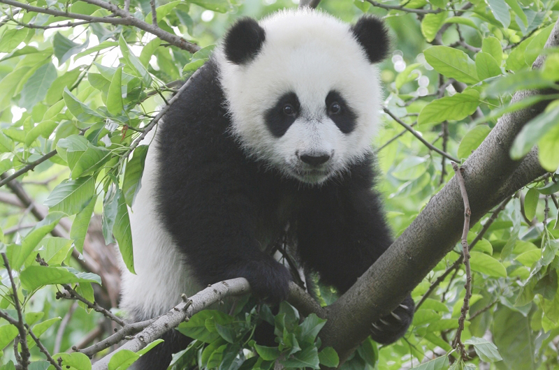 Animal quiz