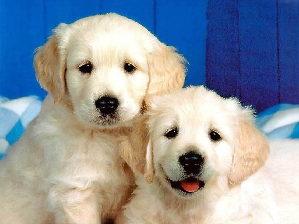 dog quiz