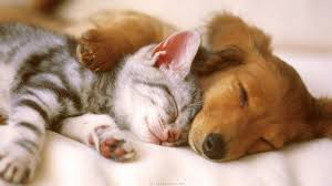 What should name your pet?