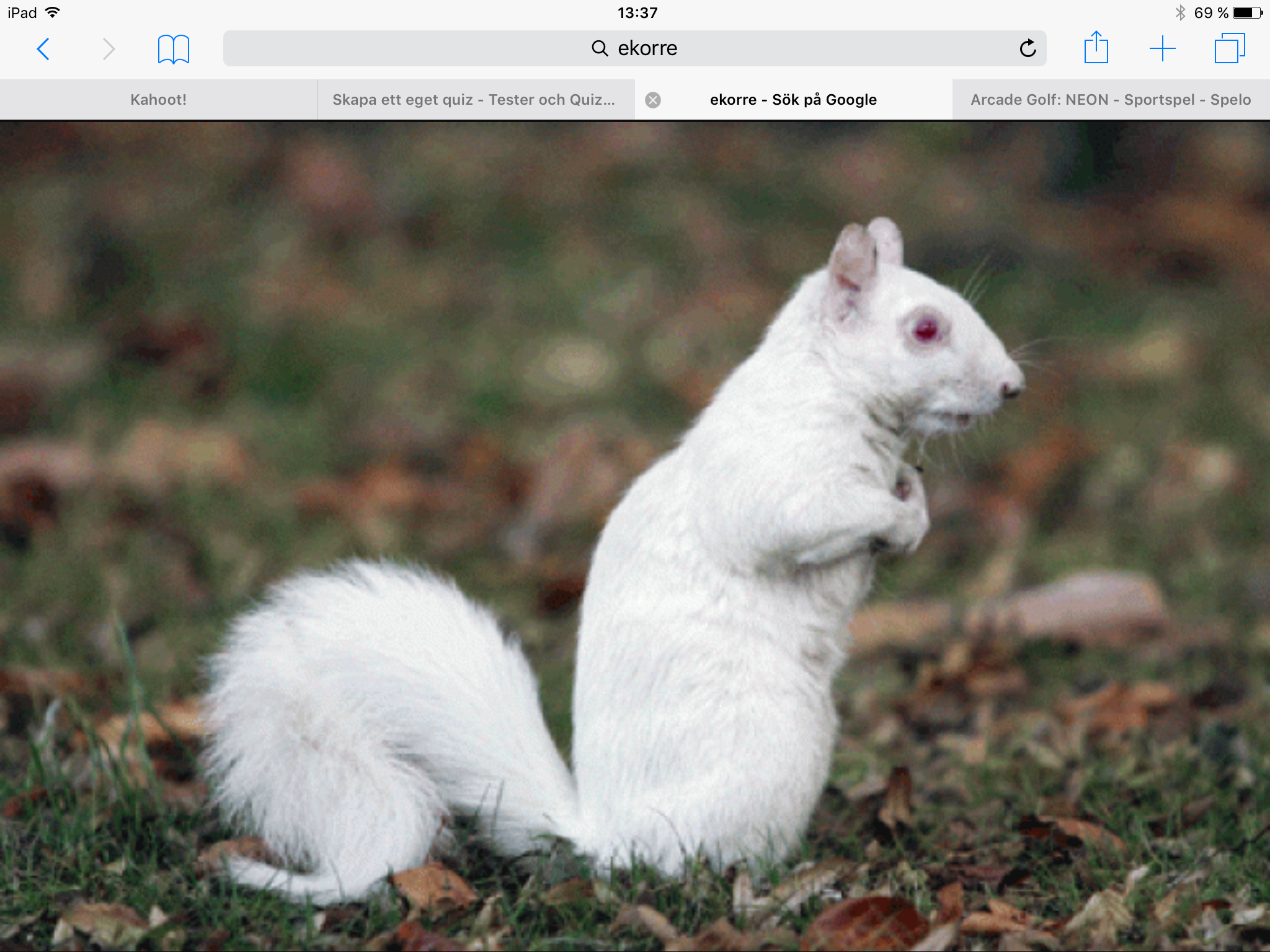 Ekorre🐿