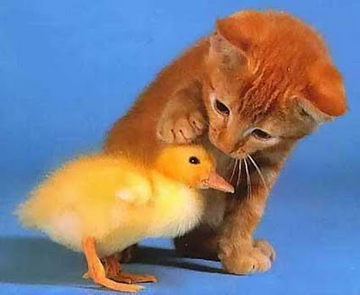 what animal are you
