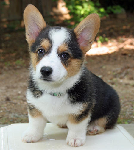 What dog breed are you?