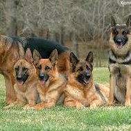 dog quiz