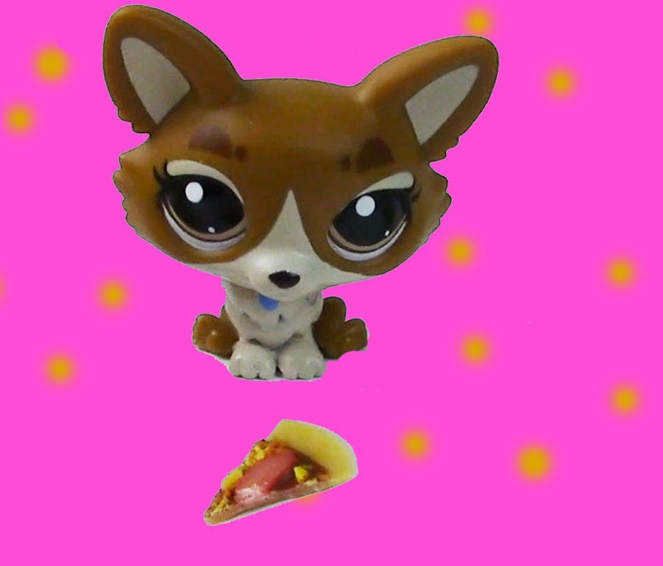 How Well Do You Know Jacob the Corgi (a lps quiz)