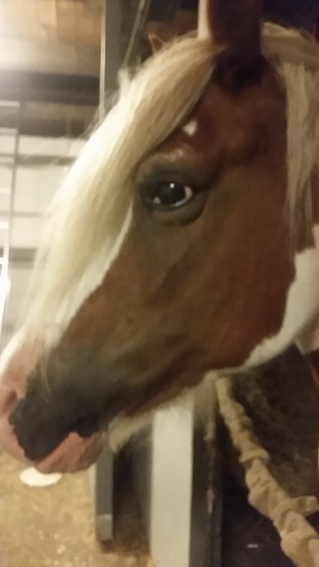 Star stable online