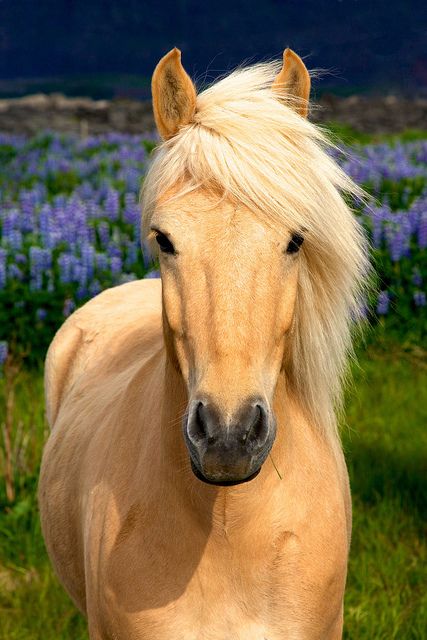 Do you know horses??