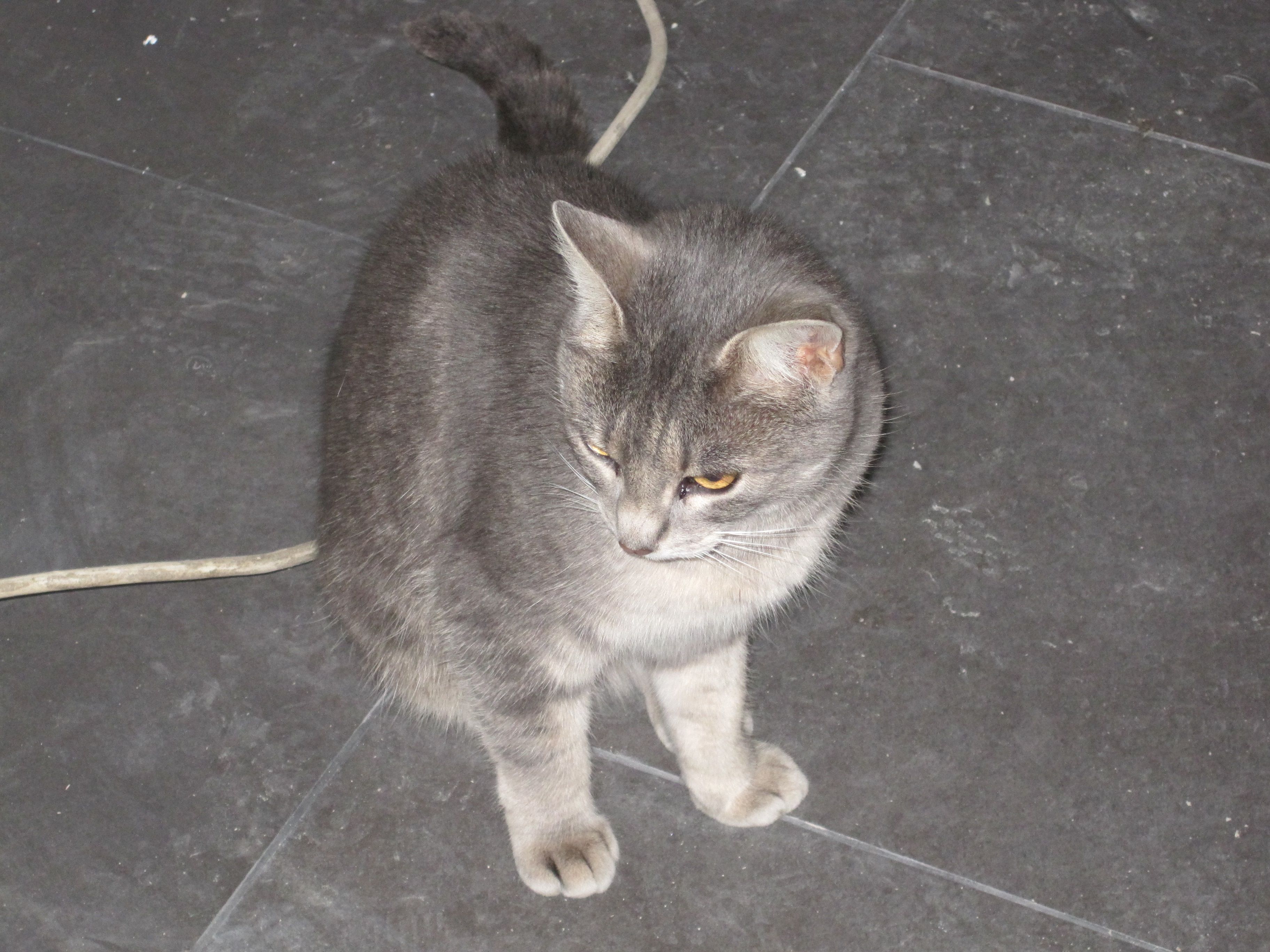 Vad kan du om katter?