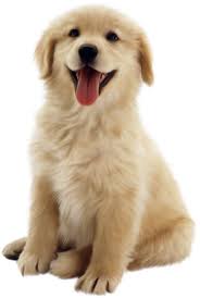 do you know all about dogs?