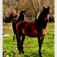 Vad kan du om hästar?