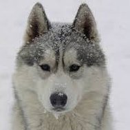 What is your dog breed