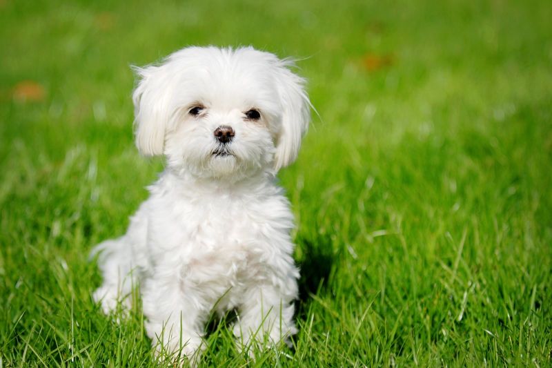 What Dog Do you like