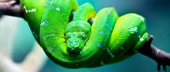 How well do you know your snakes