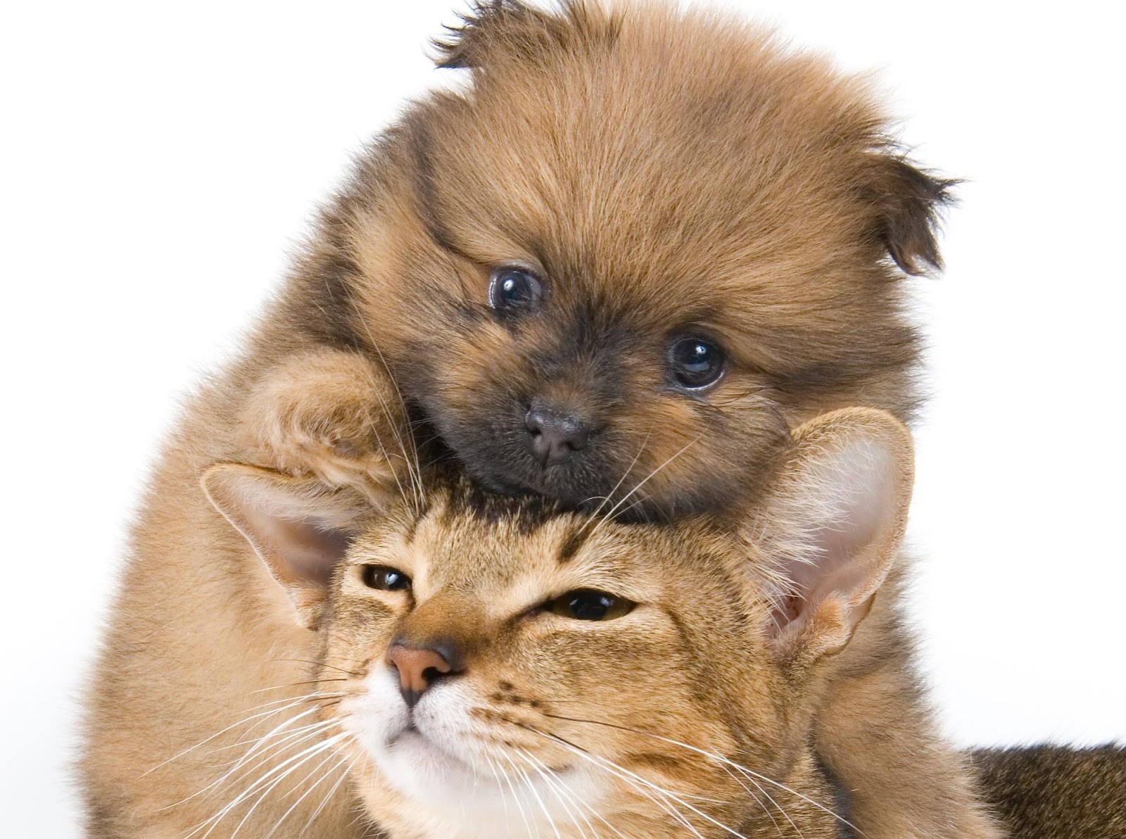 Is your bff the right bff?