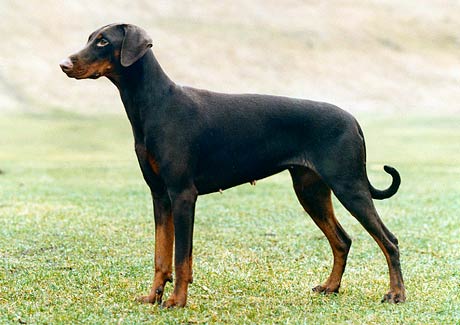 Hur mycket vet du om dobermann