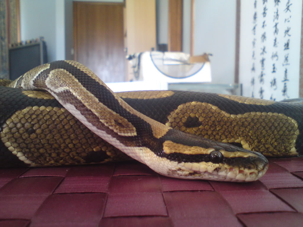 The Ball Pythons, editer from the bearded dragon quiz :)