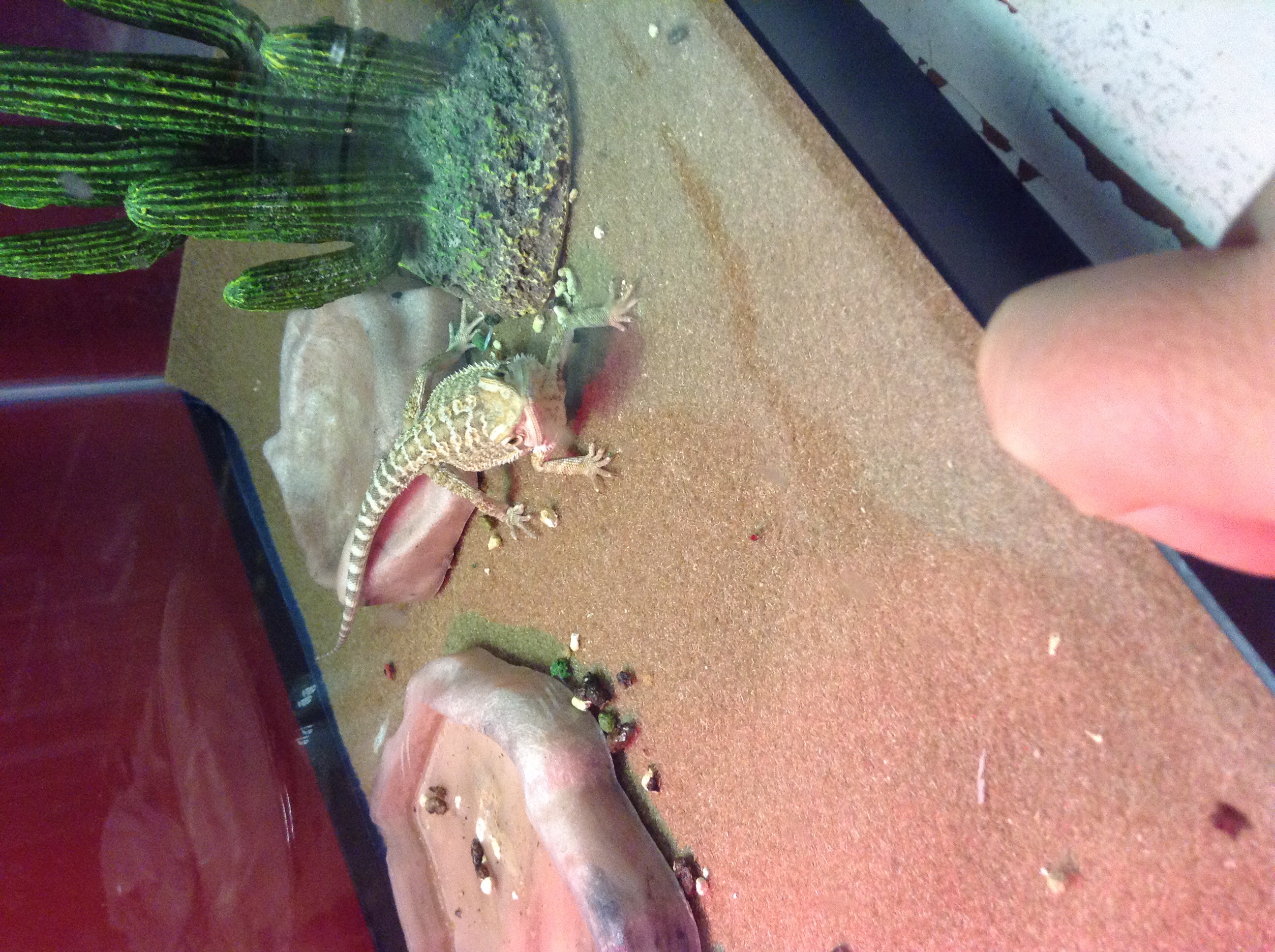 Fat lizard