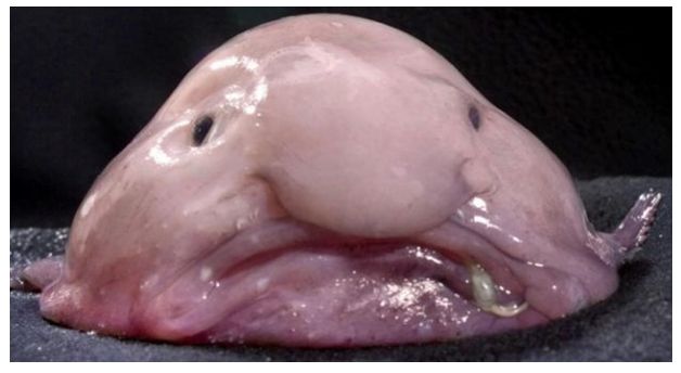 Vet du vad en Blobfisk är