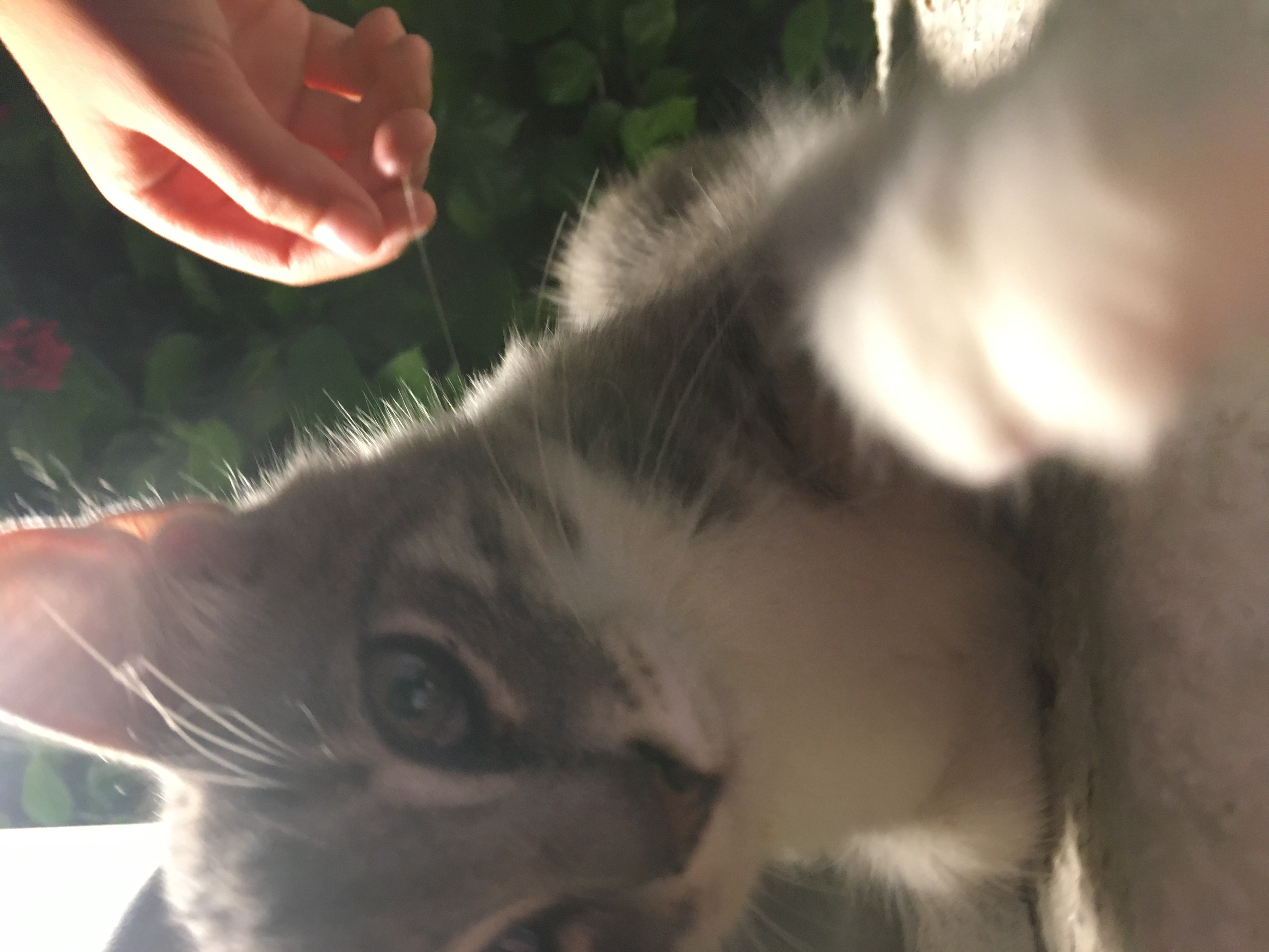 Vilken katt passar dig😽