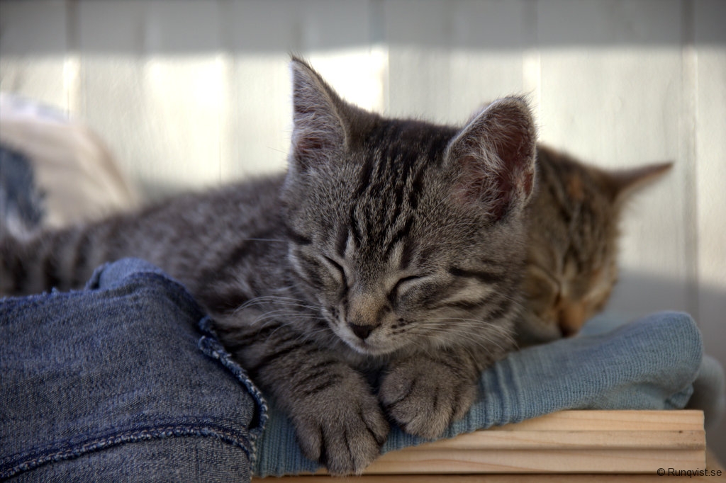 Katt