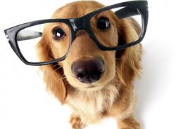 What kind of dog might you have?
