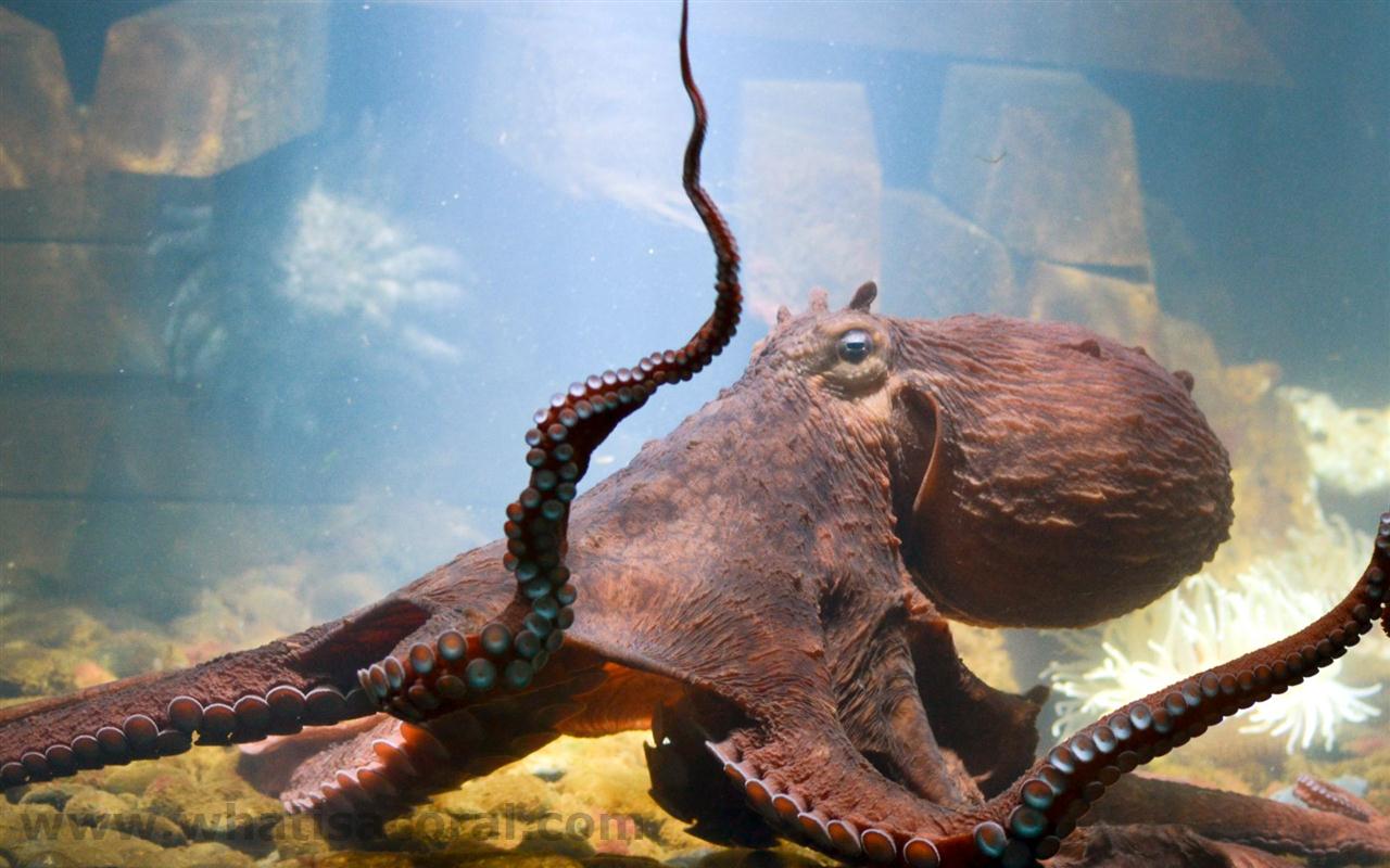 Undersea Adventure!