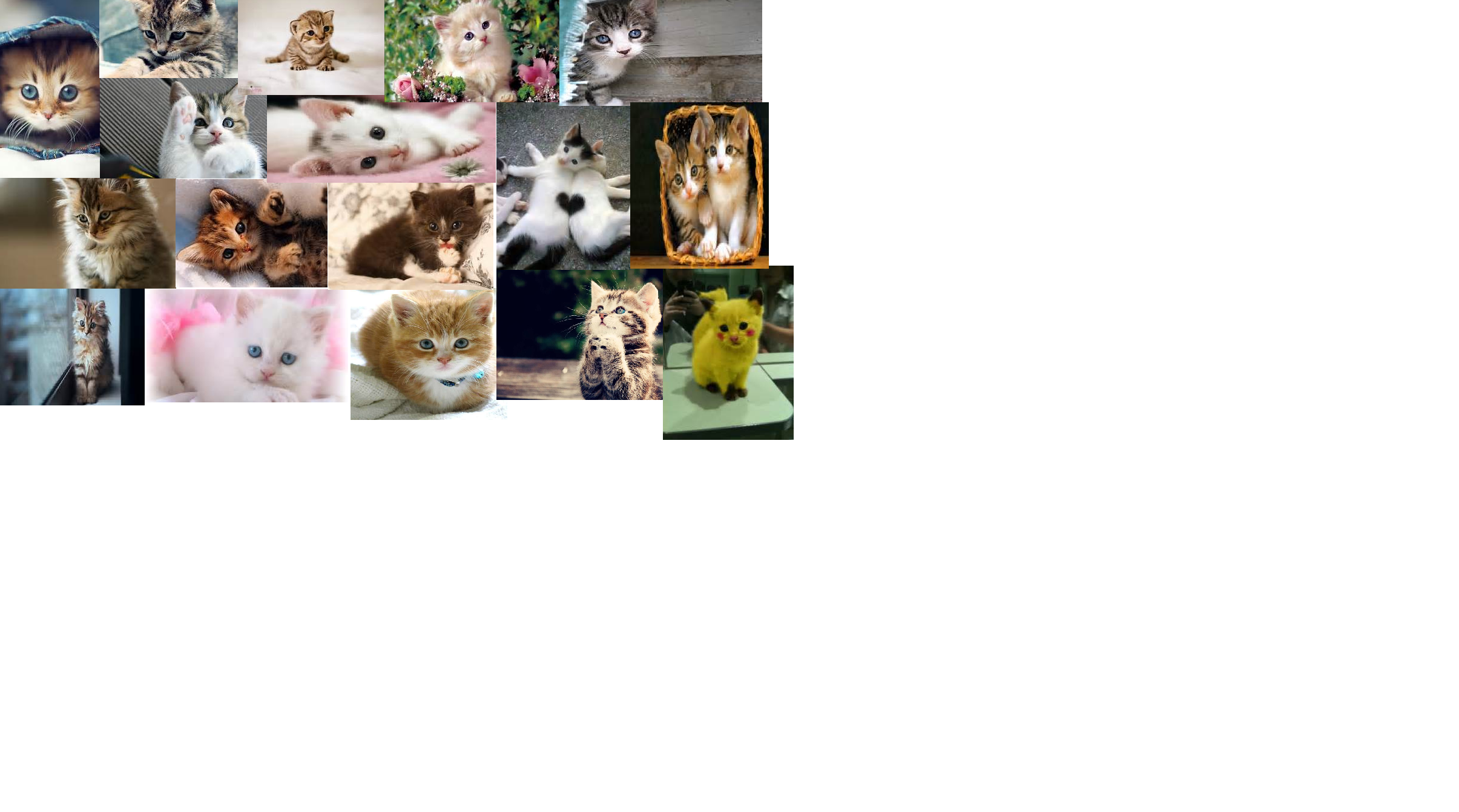 what percent kitten are you