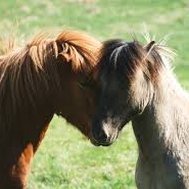 är du 100% häst tokig