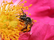 Pollinerar Quiz