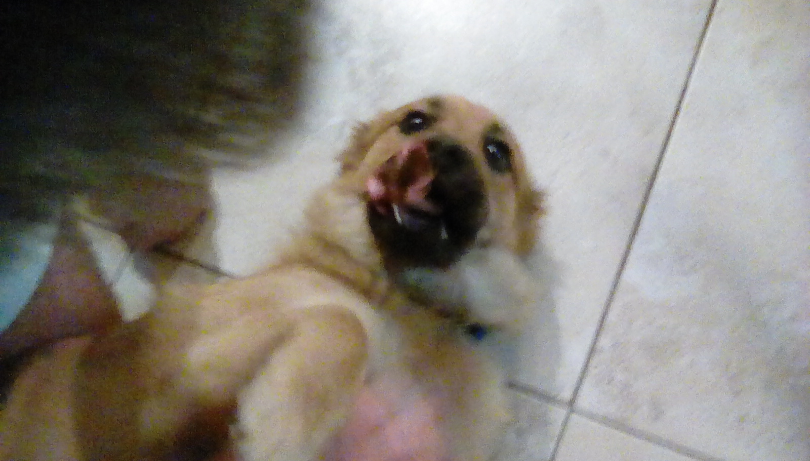 Dogs