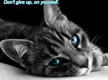 Which Warrior Cat Are You?