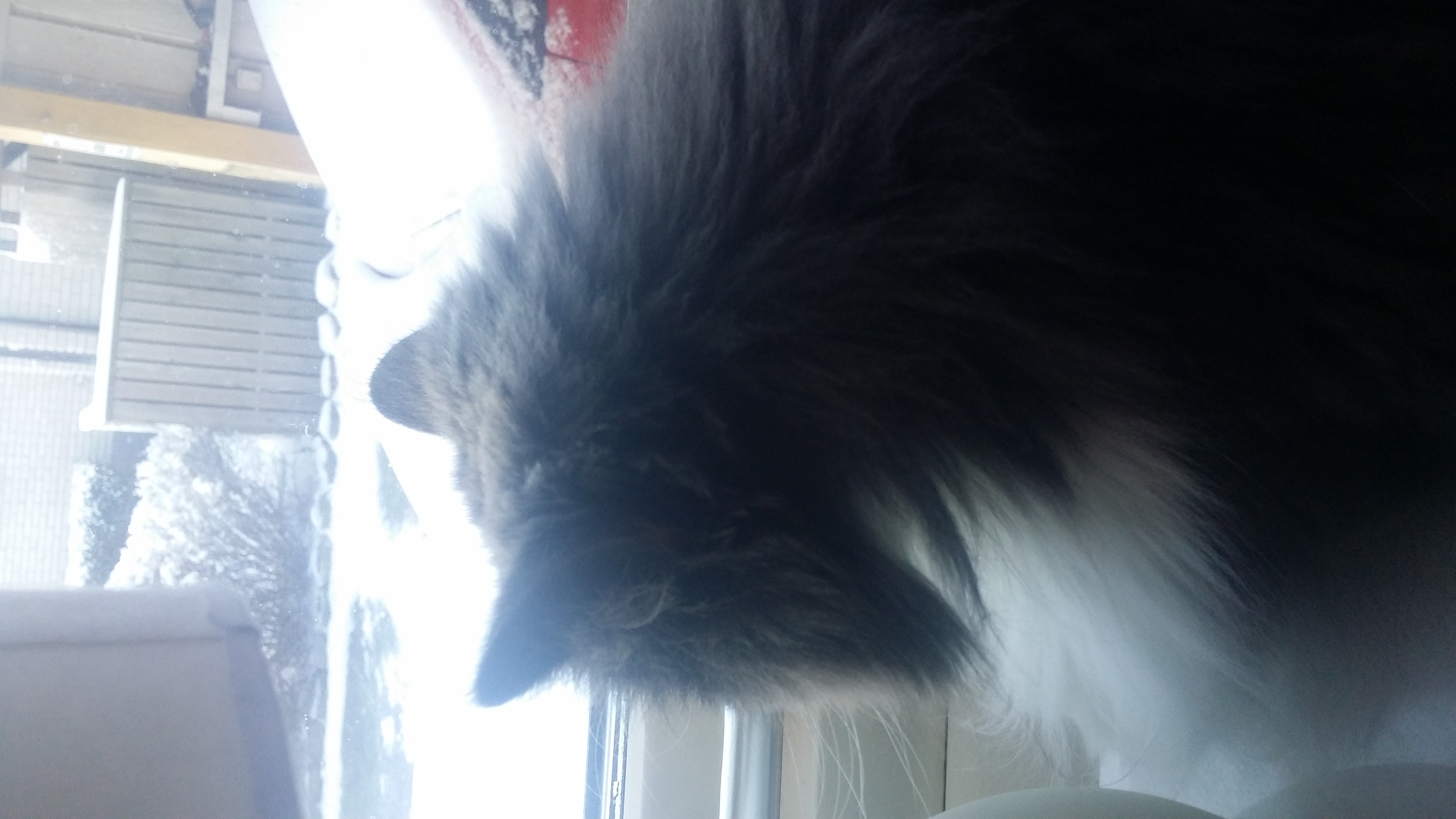 Redo för katt