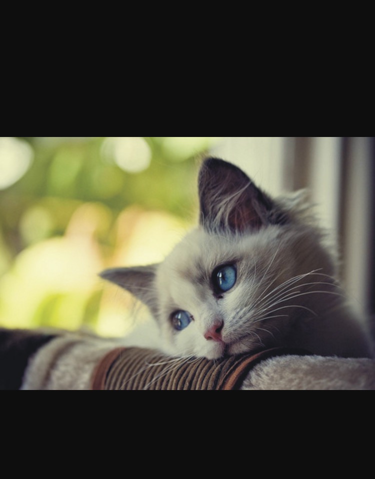 Är du redo för att få katt?