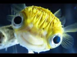 Are you a fish?